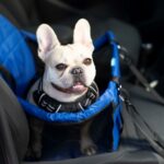 car seat for small dog blue
