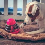 Interactive Dog Treat Dispenser Toy