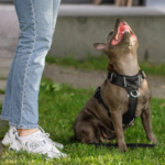 obedience training with ergolight freedomfit dog harness