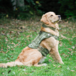 dog harness molle anti-pull