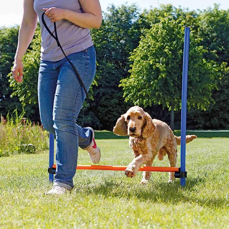 Dog walking over agility high jump to learn how to jump high jump