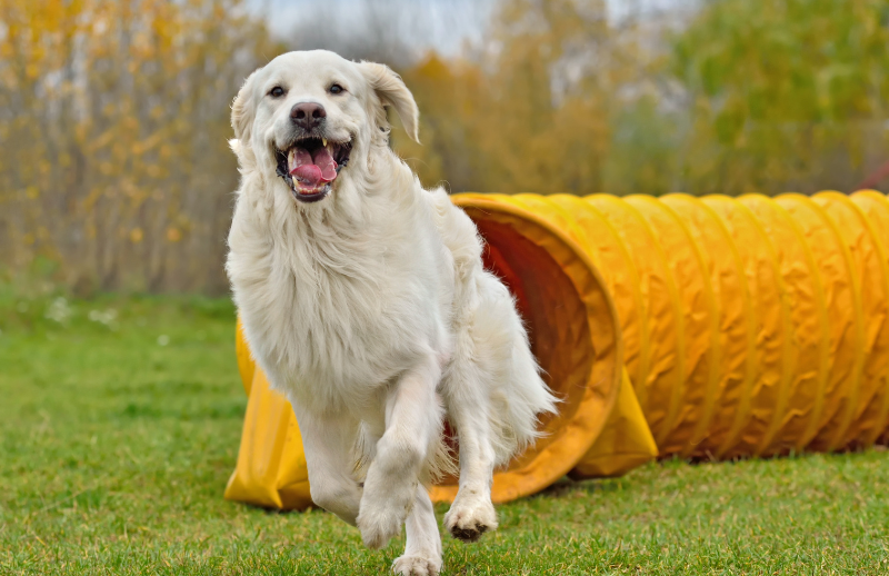 Dog doing agility with an agility tunnel behind him in the color yellow