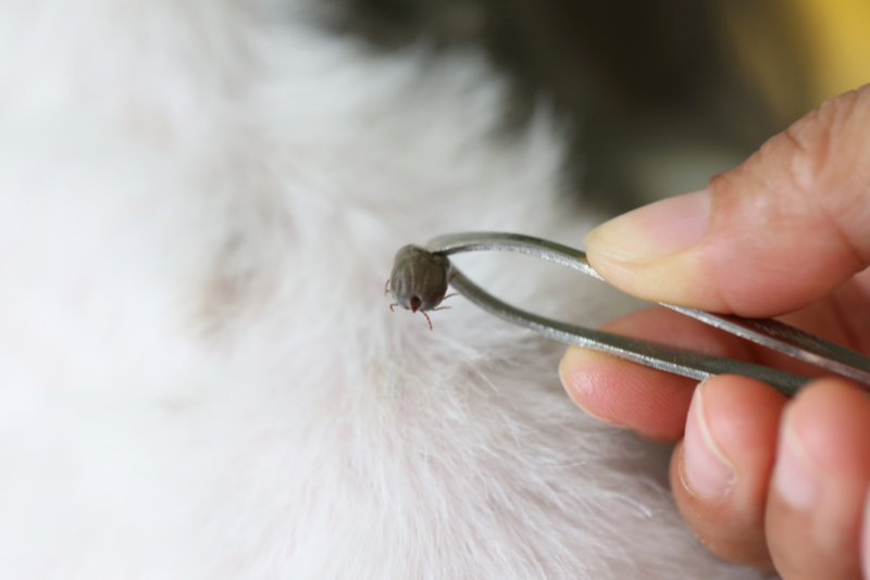 Picture of a tick on a dog being removed with tweezers