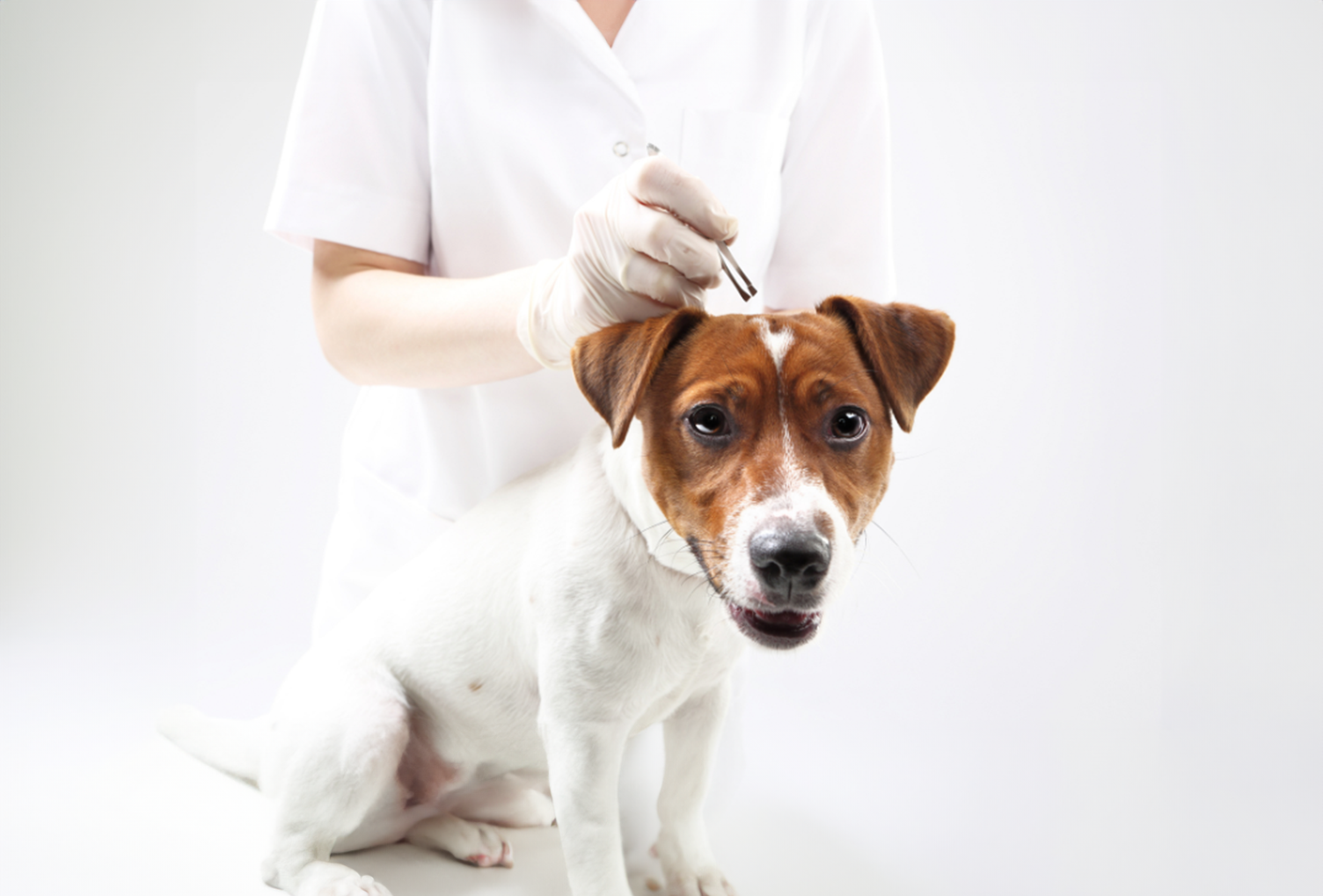 picture of a vet removing ticks from a dog with tweezers