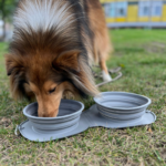 Portable Collapsible Dog Bowl Set