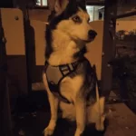 No-Pull Dog Harness ErgoControl Gen Z. XI photo review