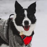 No-Pull Dog Harness ErgoControl Gen Z. XI photo review