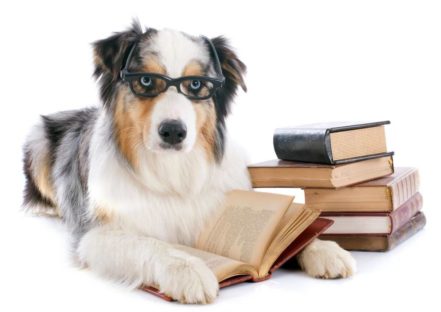 dog with glasses reading books