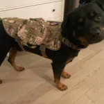 Ultimate Outdoor Gear Durable Tactical Dog Vest photo review