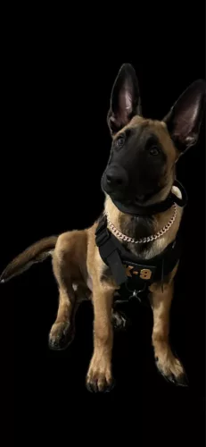 K9 Tactical Military Vest Pet German Shepherd Golden Retriever Tactical Training Dog Harness and Leash Set For All Breeds Dogs photo review