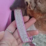 Crystal Glitter Rhinestones Pet Collar Leather Puppy Necklace Collars For Small Medium Large Dogs Cat Chihuahua Pug Accessories photo review