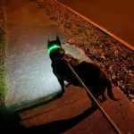 LED Glowing Dog Collar Adjustable Flashing Rechargeable Luminous Collar Night Anti-Lost Dog Light Harness For Small Dog Pet Products photo review