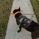 LED Glowing Dog Collar Adjustable Flashing Rechargeable Luminous Collar Night Anti-Lost Dog Light Harness For Small Dog Pet Products photo review